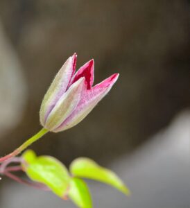 中洲でもつ鍋初心者におすすめの定番店は？