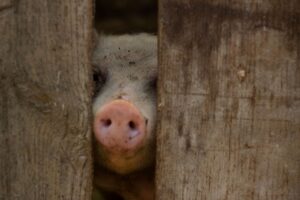 中洲でもつ鍋を年末年始に楽しむ際の注意点は？