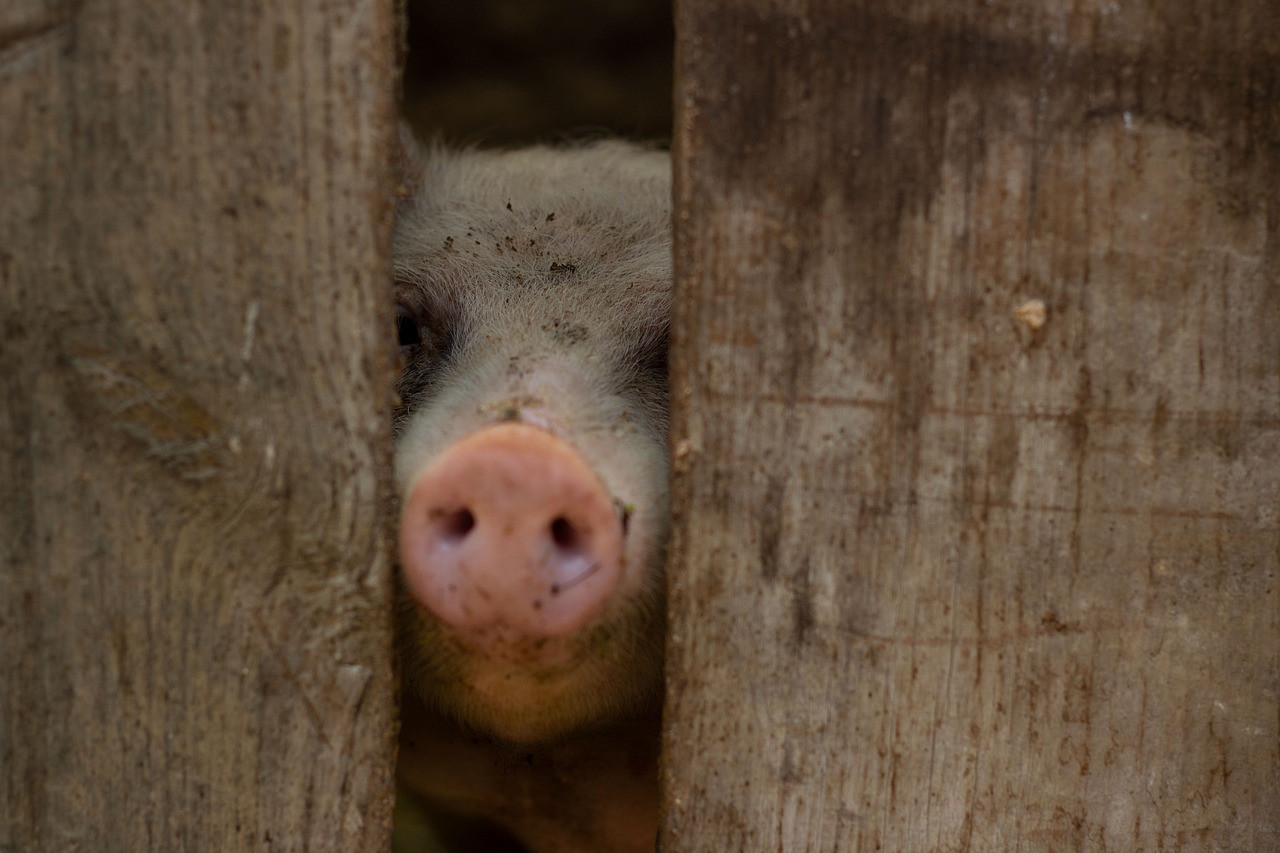 中洲でもつ鍋を年末年始に楽しむ際の注意点は？