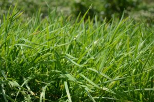 中洲で楽しむ博多のもつ鍋にニラを使ったおすすめレシピは？