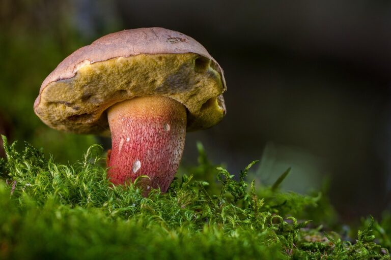 中洲のもつ鍋食べ放題、おすすめはどこ？