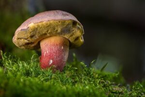 もつ鍋 食べ放題 おすすめはどこ？